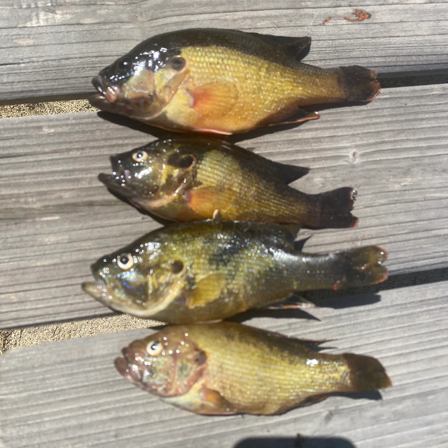 recently logged catches