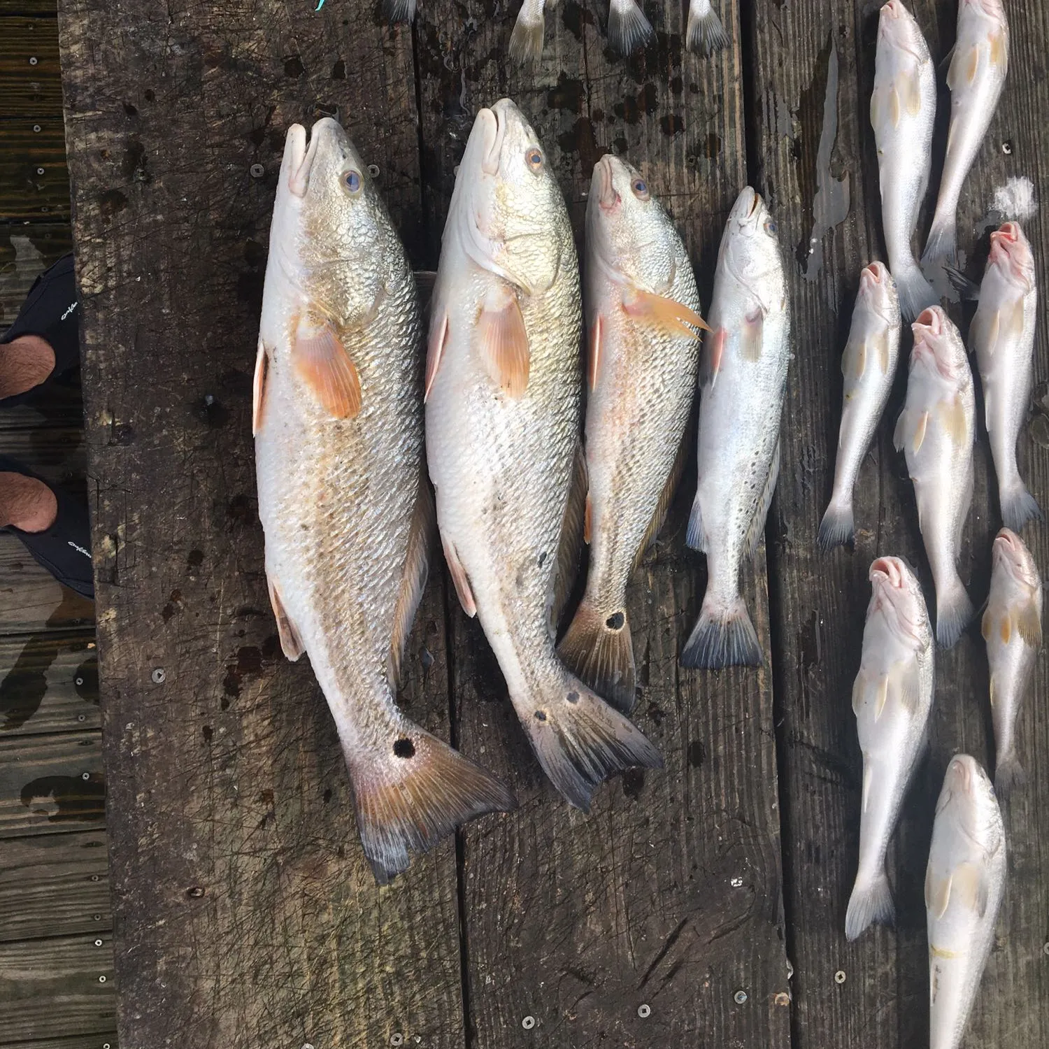 recently logged catches