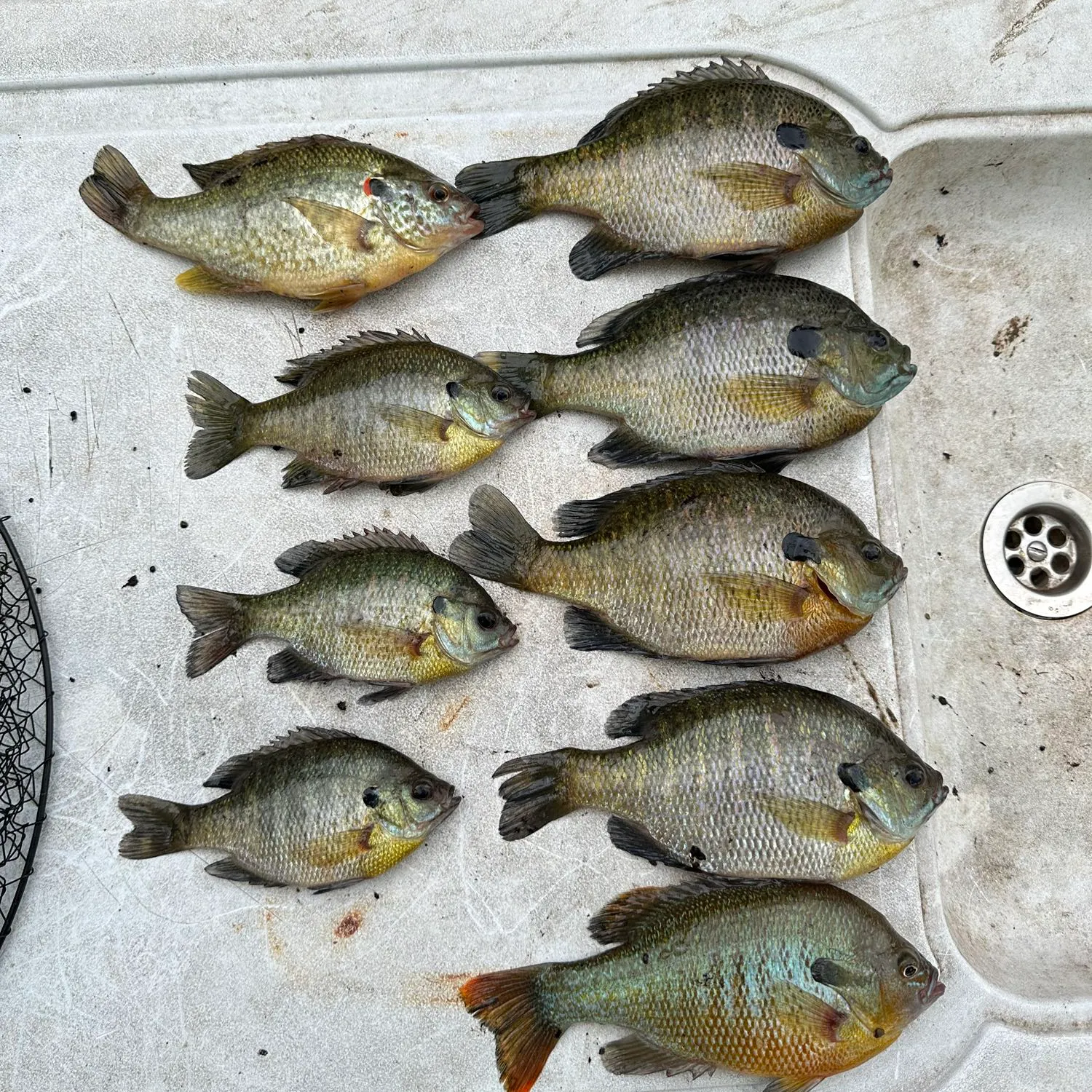 recently logged catches