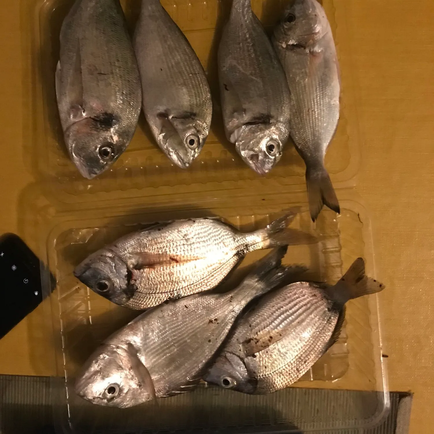 recently logged catches