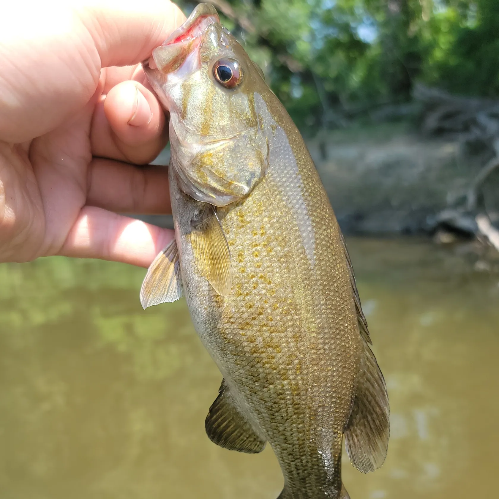 ᐅ Neshannock Creek fishing reports🎣• New Castle, PA (United States) fishing