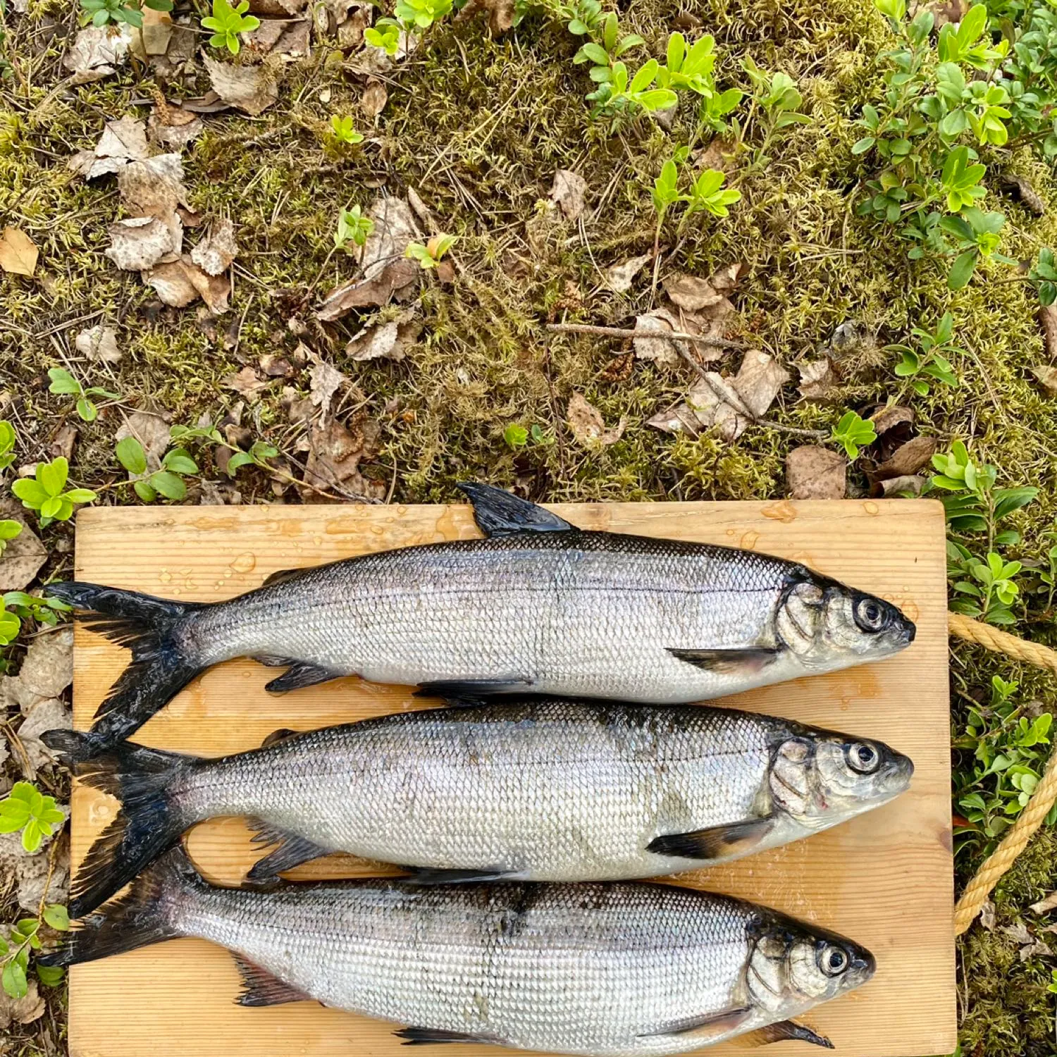 recently logged catches