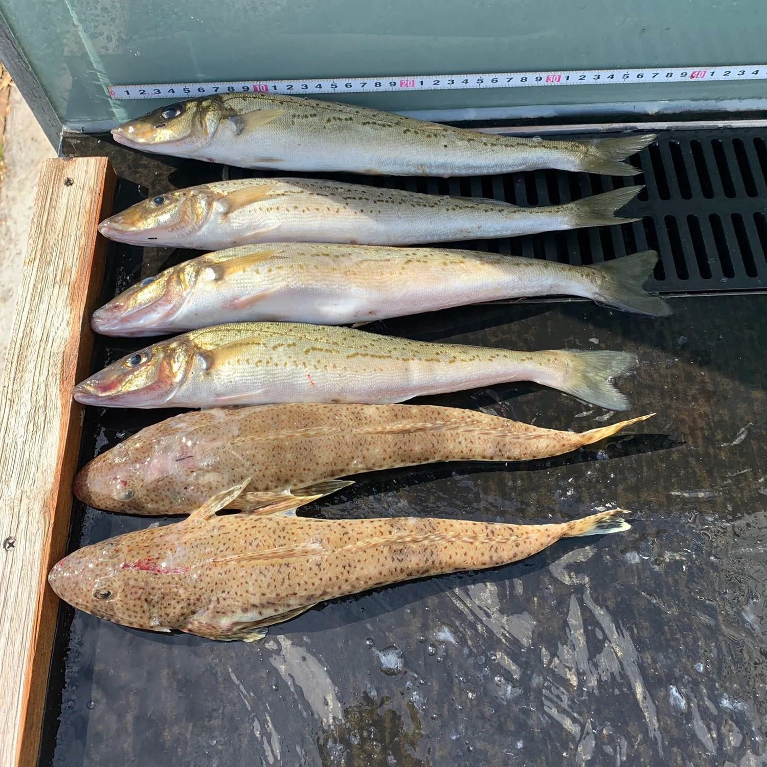 recently logged catches