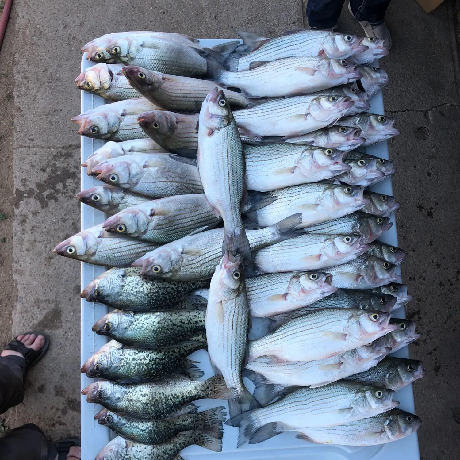 recently logged catches