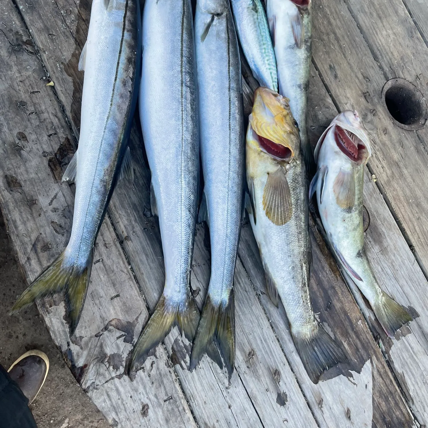 recently logged catches