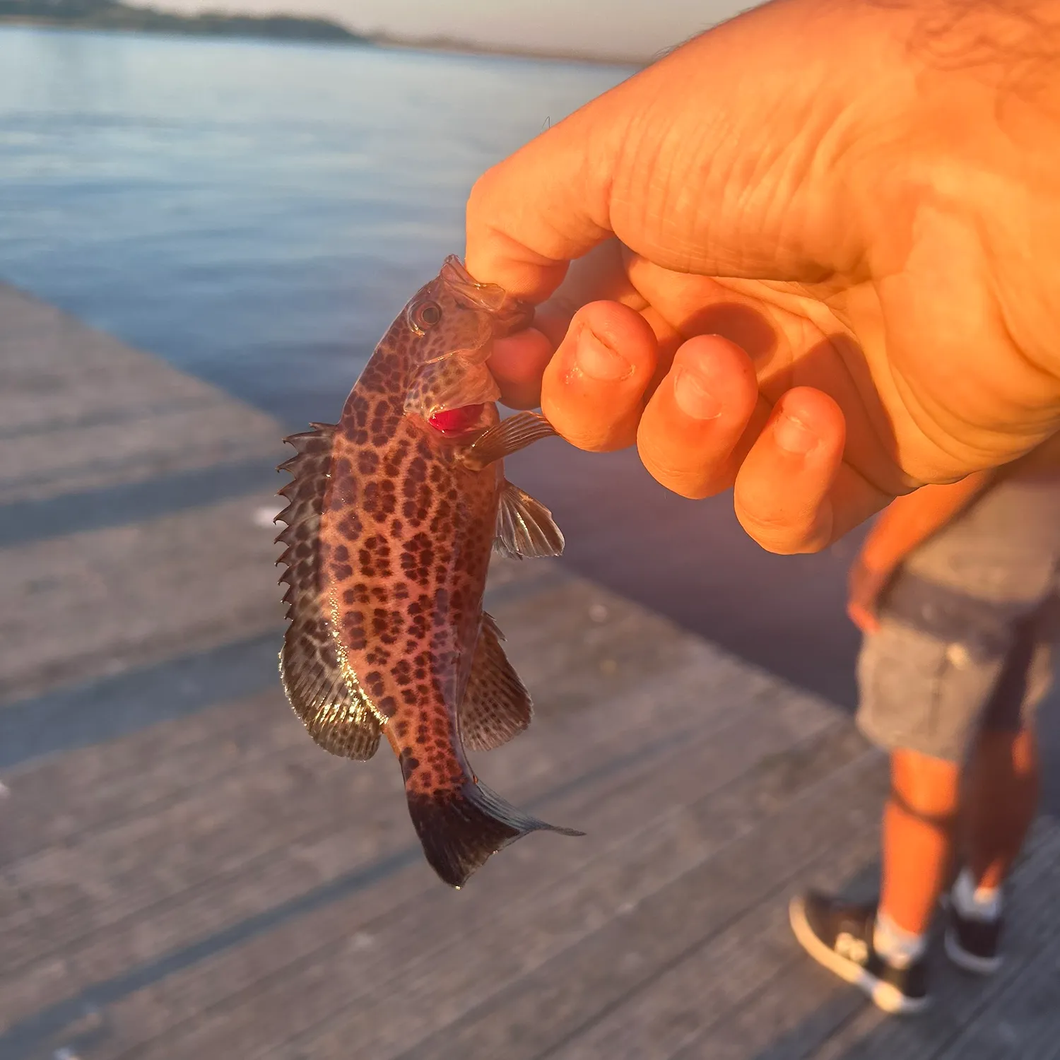 The most popular recent Scamp grouper catch on Fishbrain