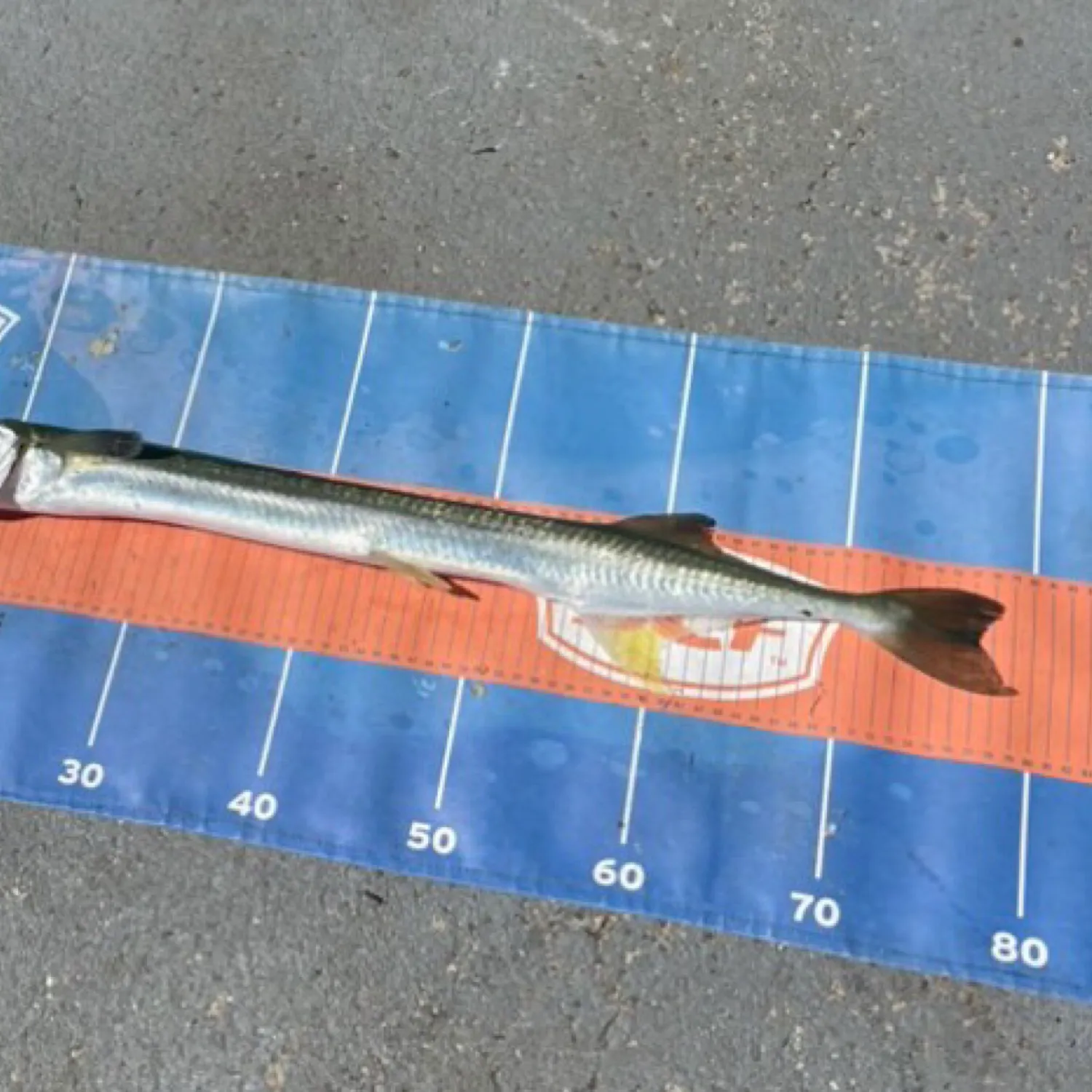 The most popular recent Flat needlefish catch on Fishbrain