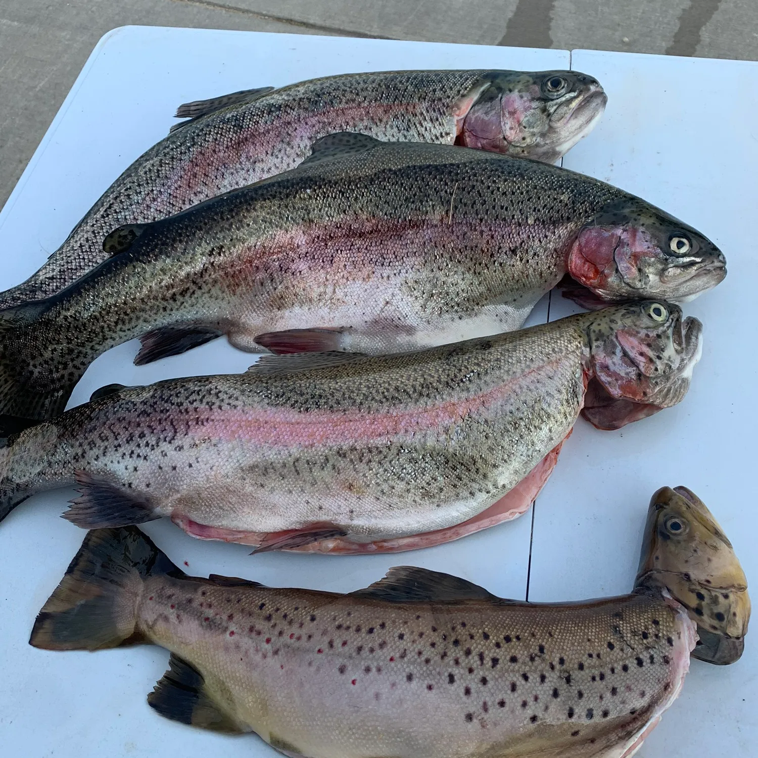 recently logged catches