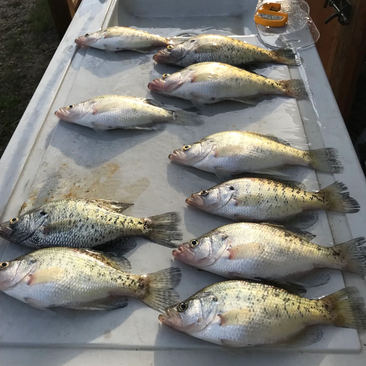 recently logged catches