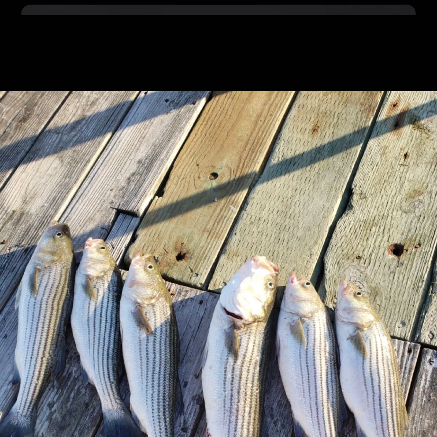 recently logged catches