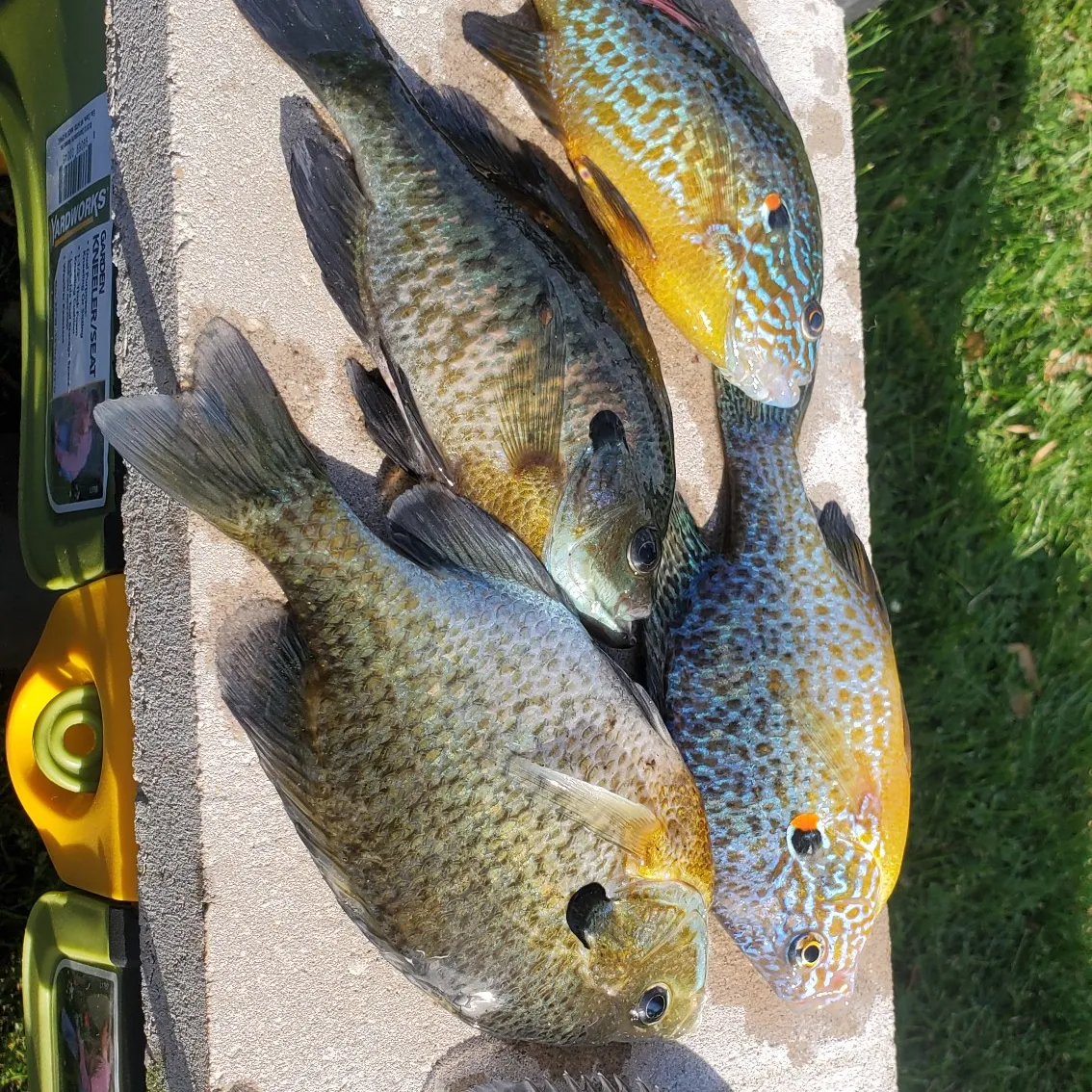 recently logged catches