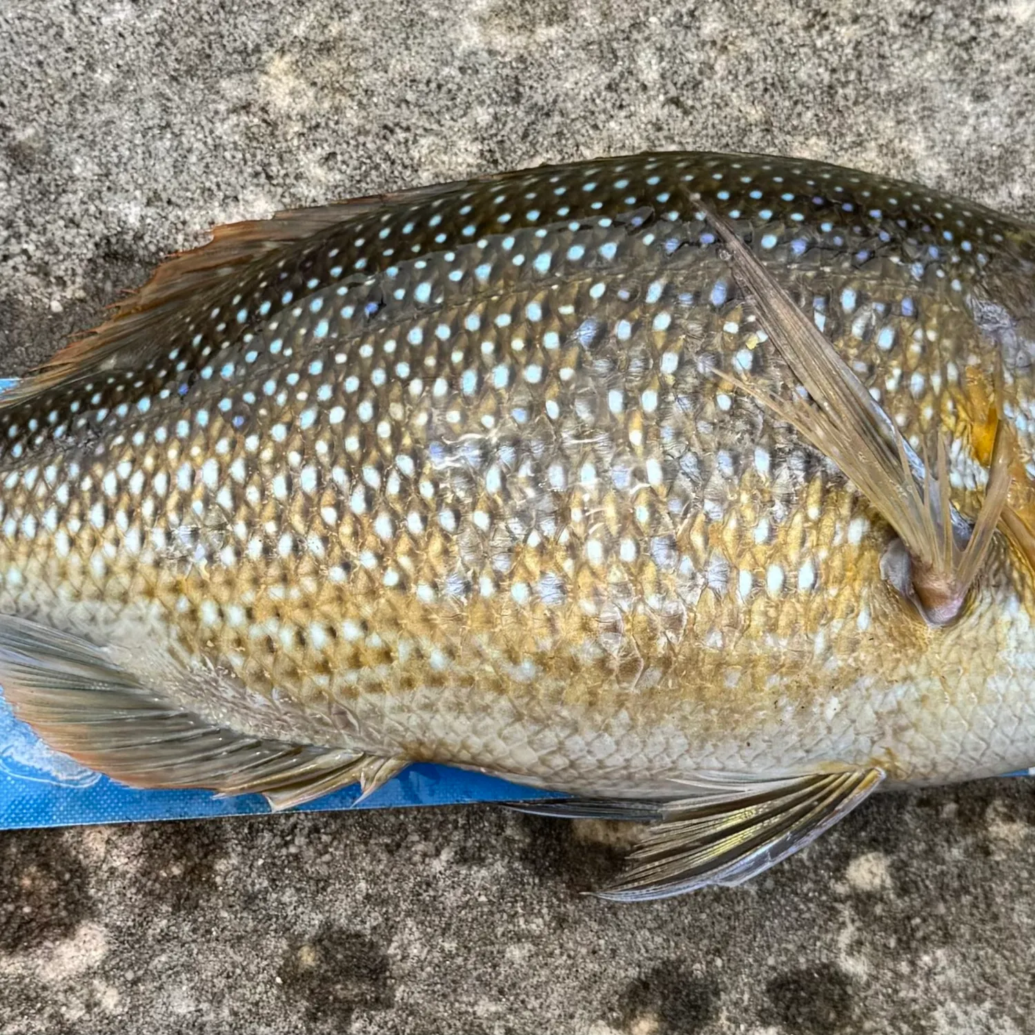 The most popular recent Spangled emperor catch on Fishbrain