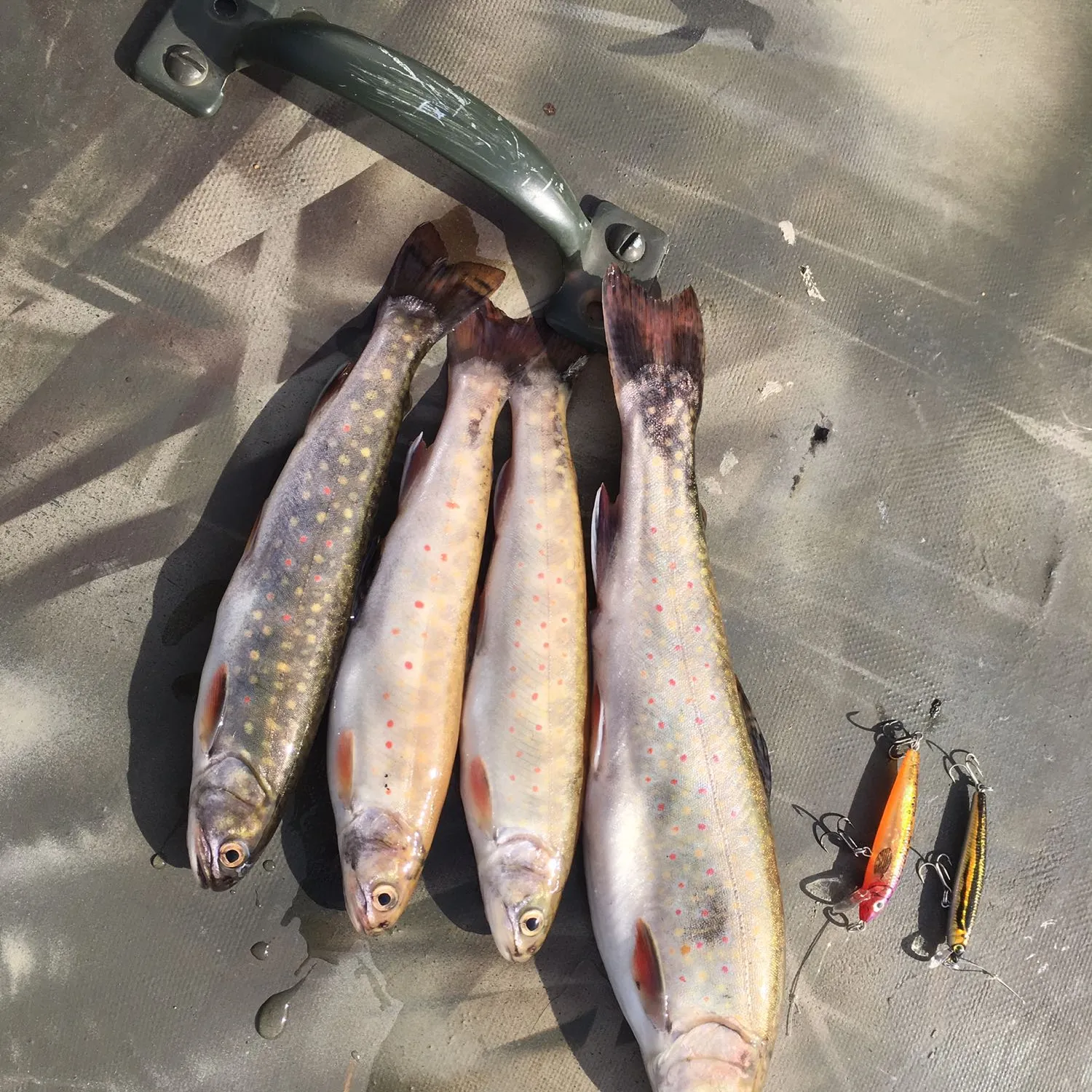 recently logged catches