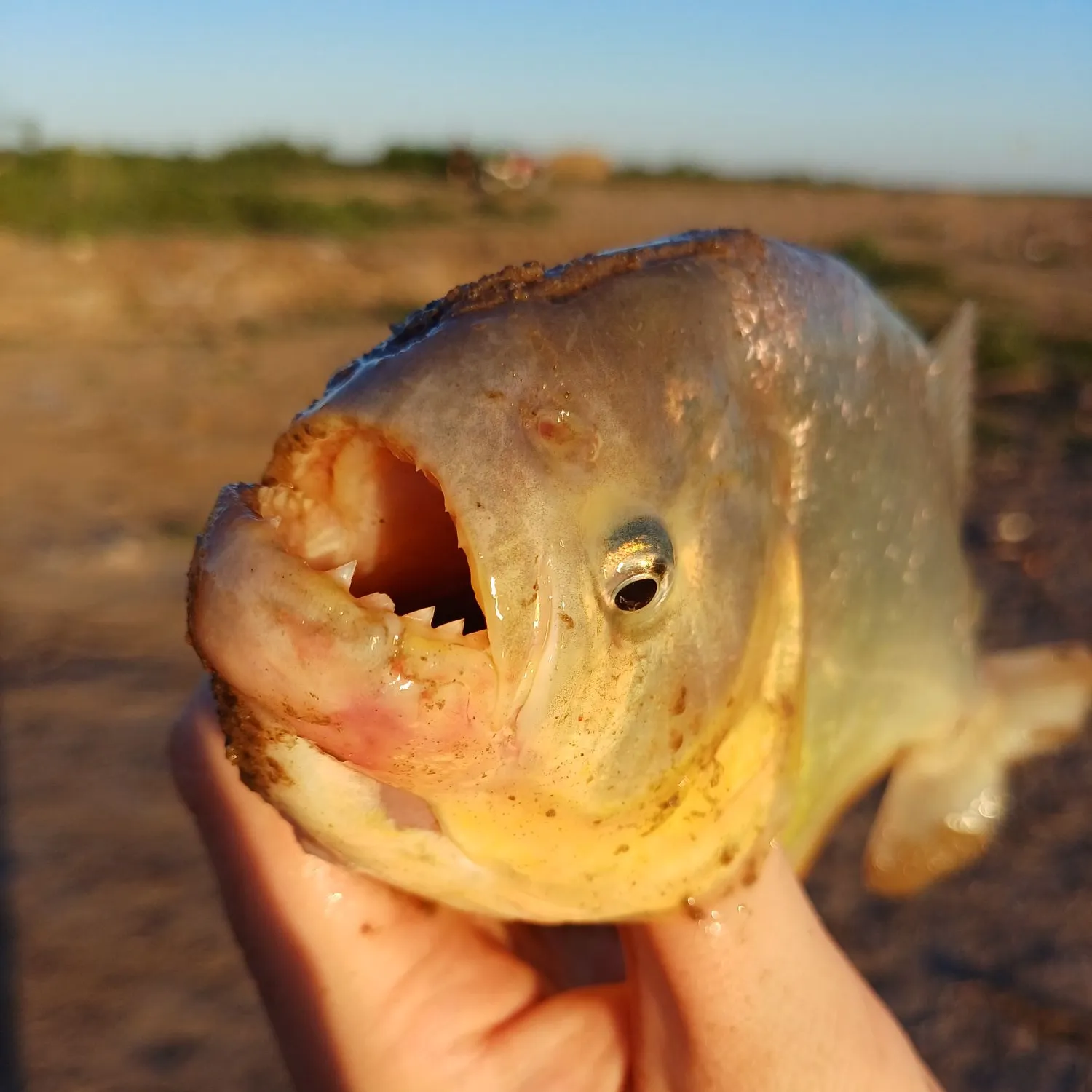 The most popular recent San Francisco piranha catch on Fishbrain