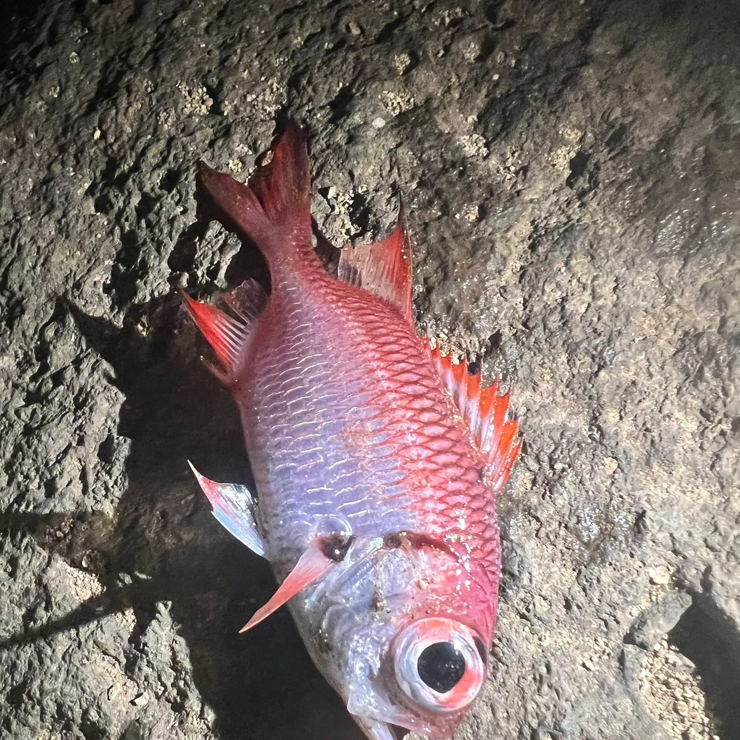 The most popular recent Blotcheye soldierfish catch on Fishbrain