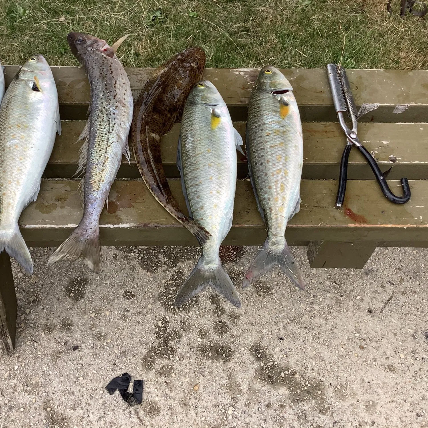 recently logged catches