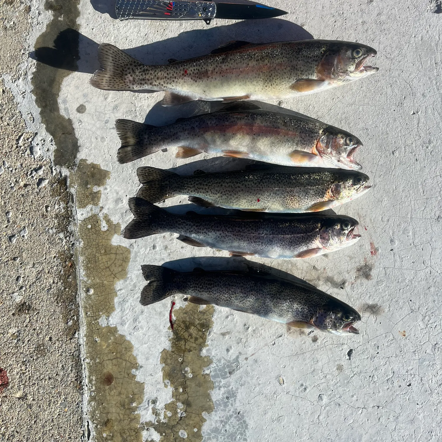 recently logged catches