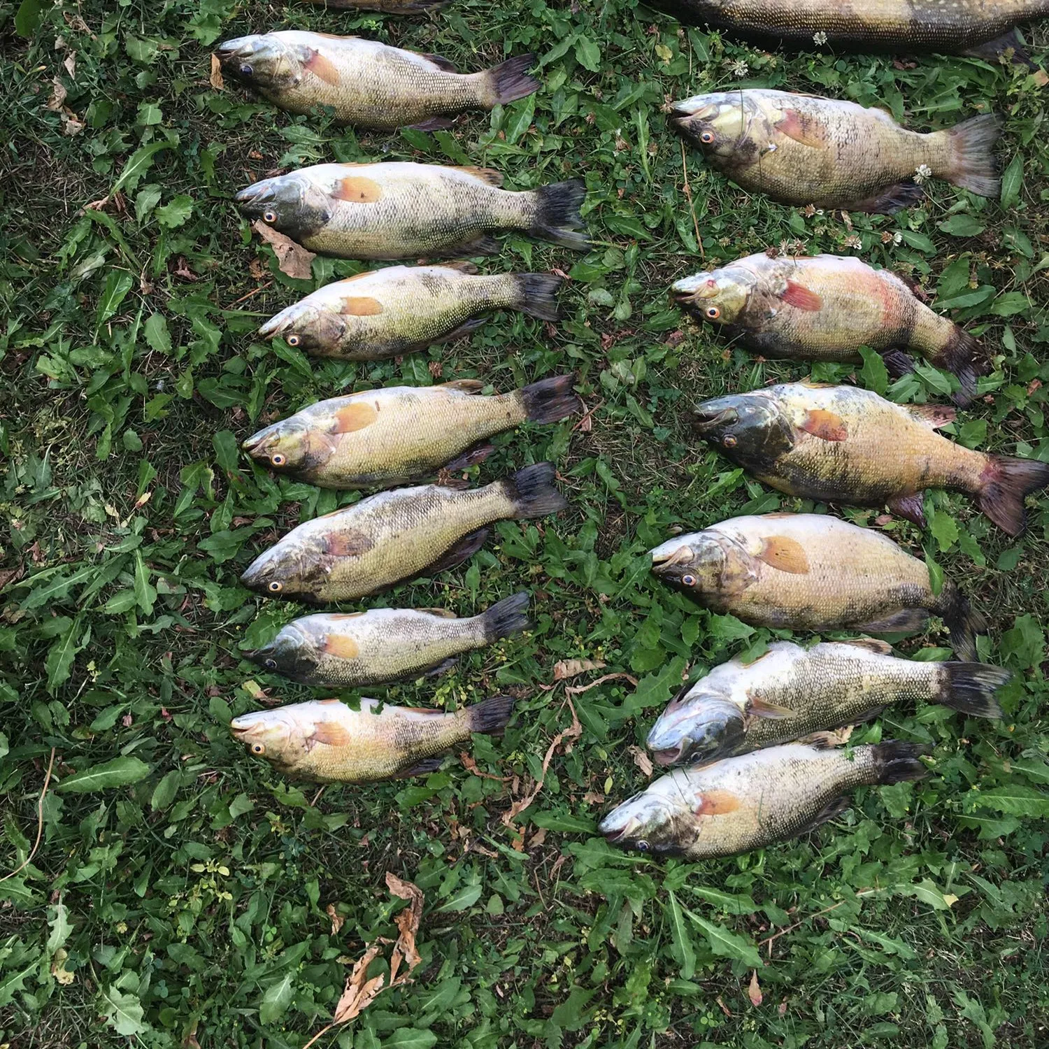 recently logged catches