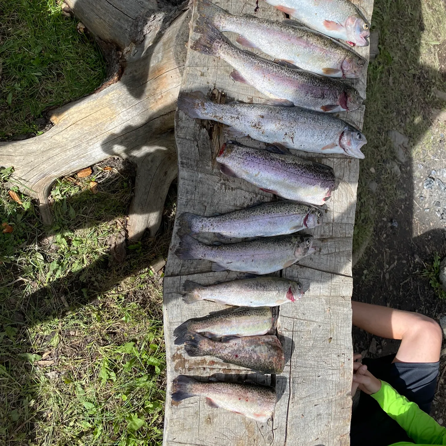 recently logged catches