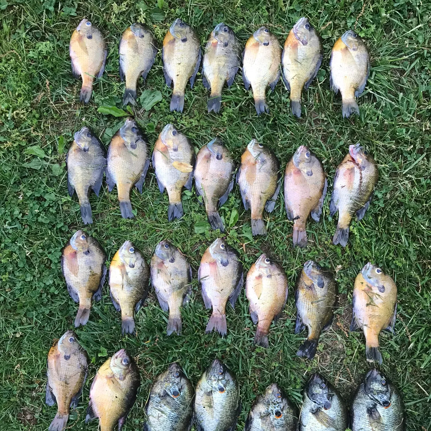 recently logged catches