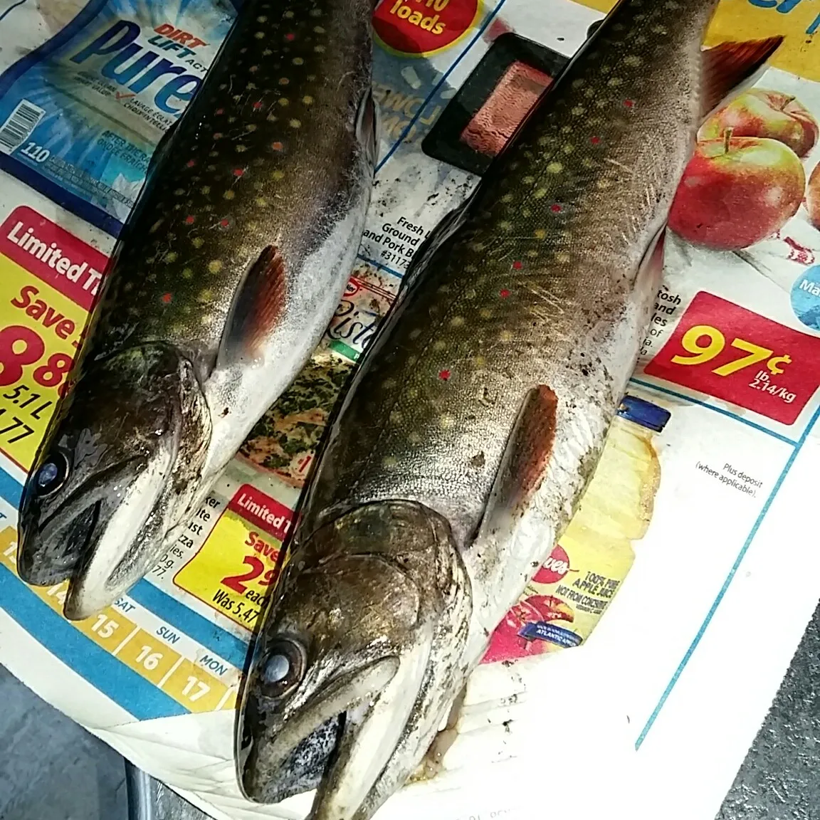 recently logged catches