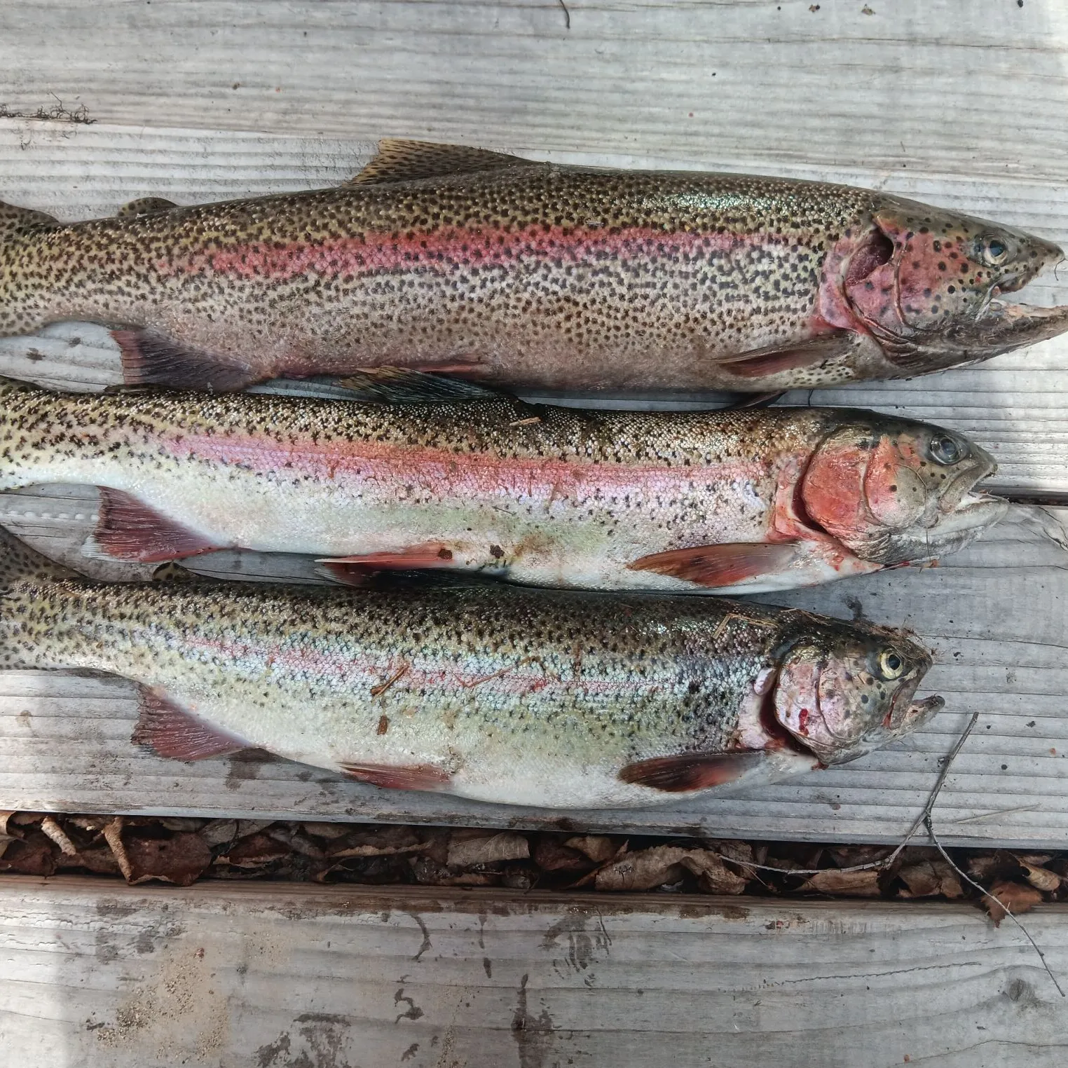 recently logged catches