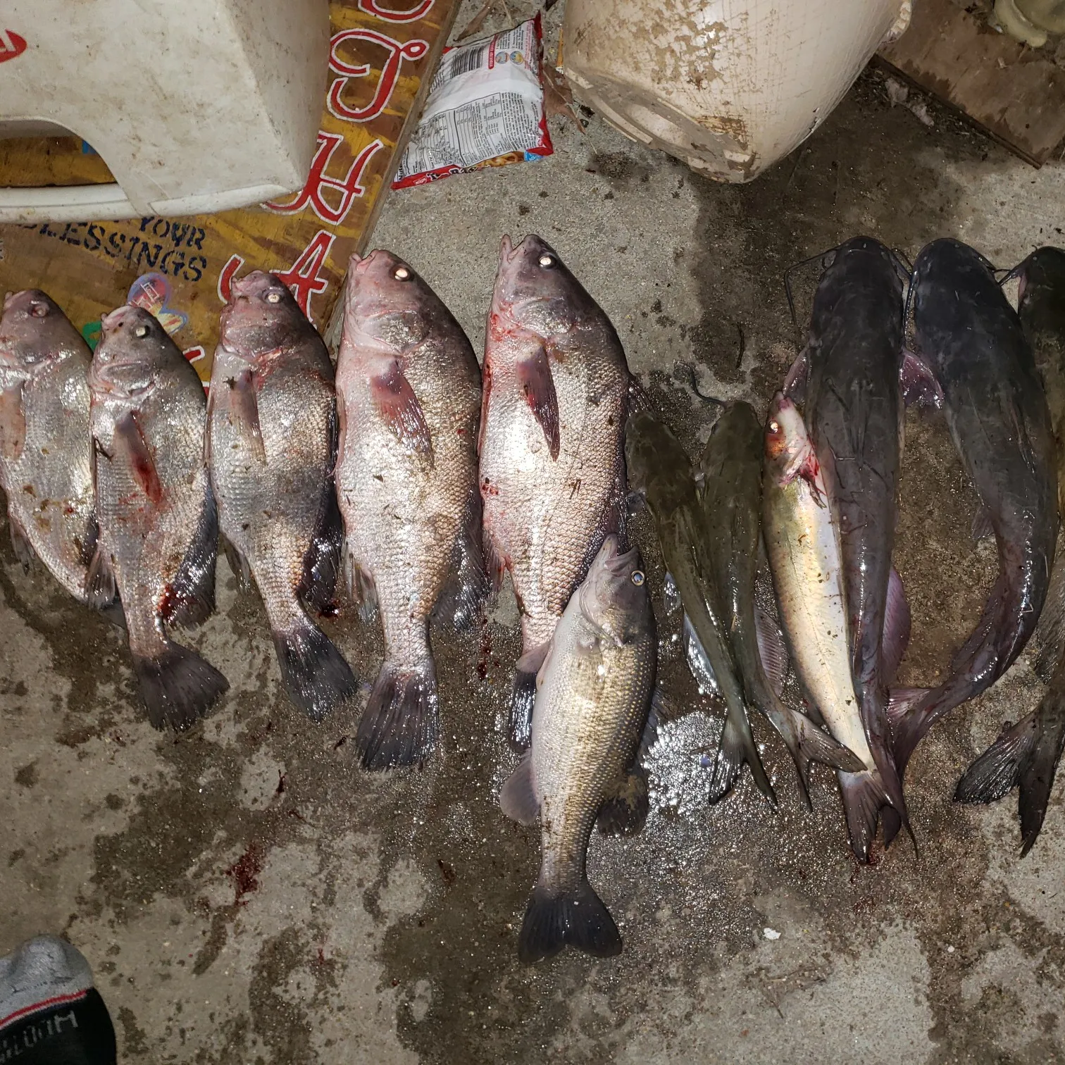 recently logged catches