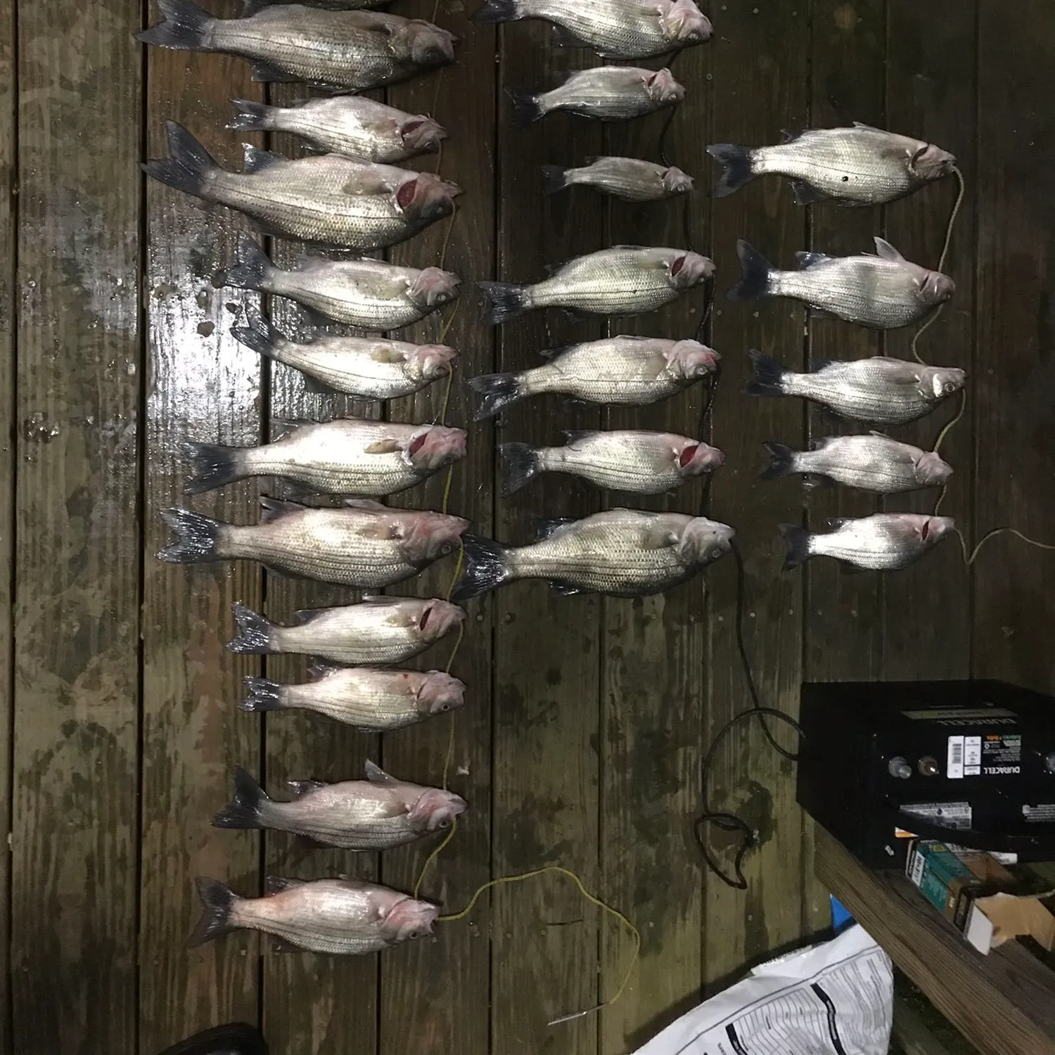 recently logged catches