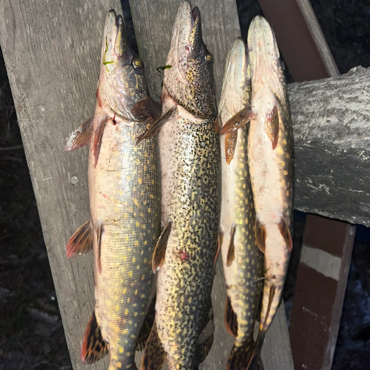 recently logged catches