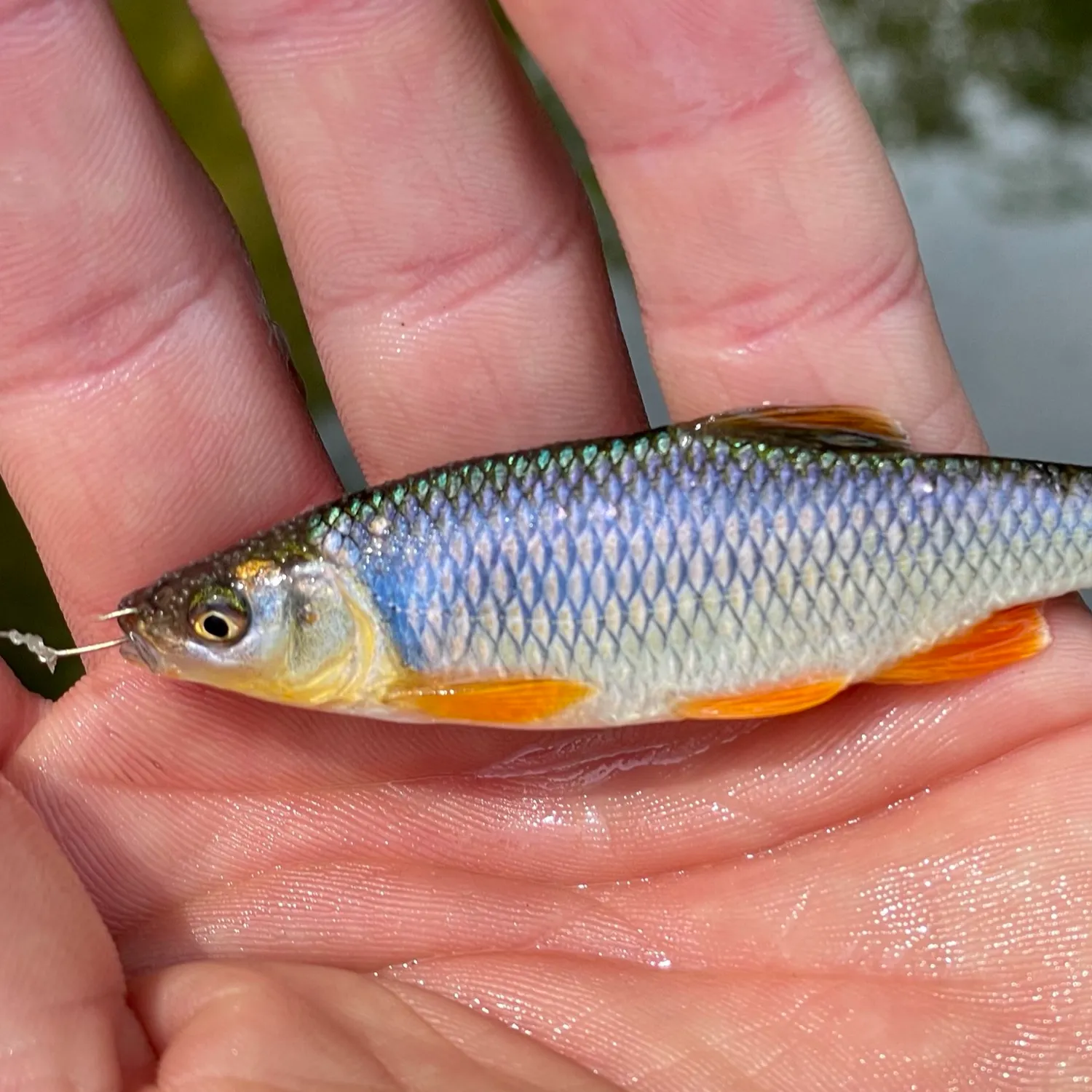 The most popular recent Spotfin shiner catch on Fishbrain