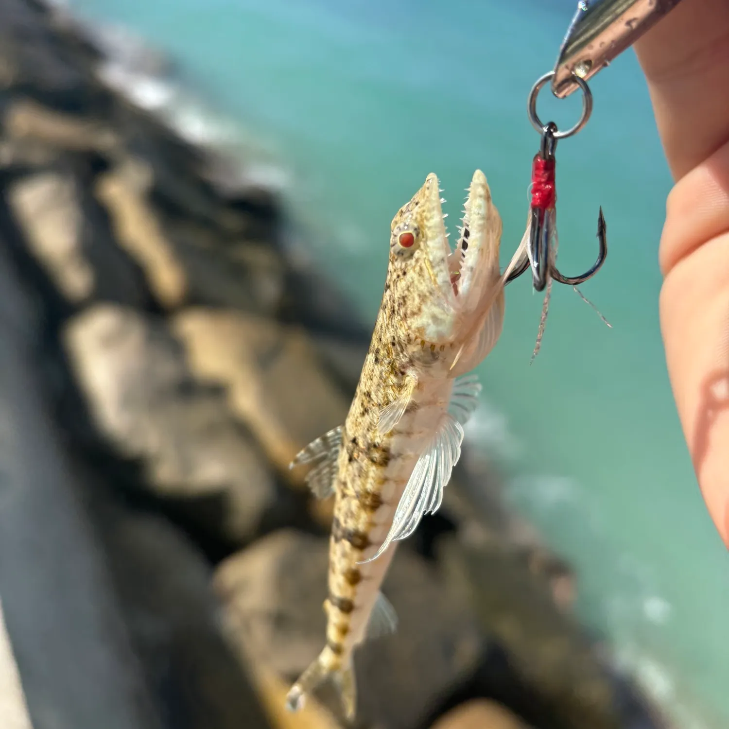 The most popular recent Lighthouse lizardfish catch on Fishbrain