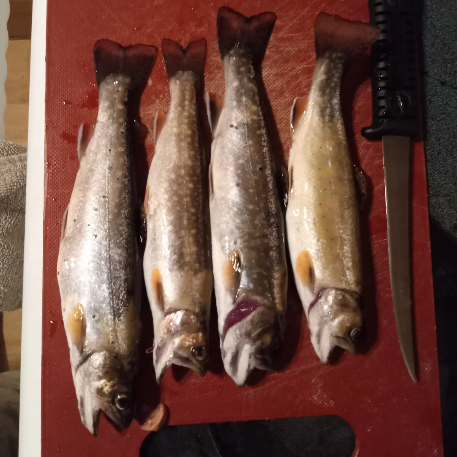 recently logged catches