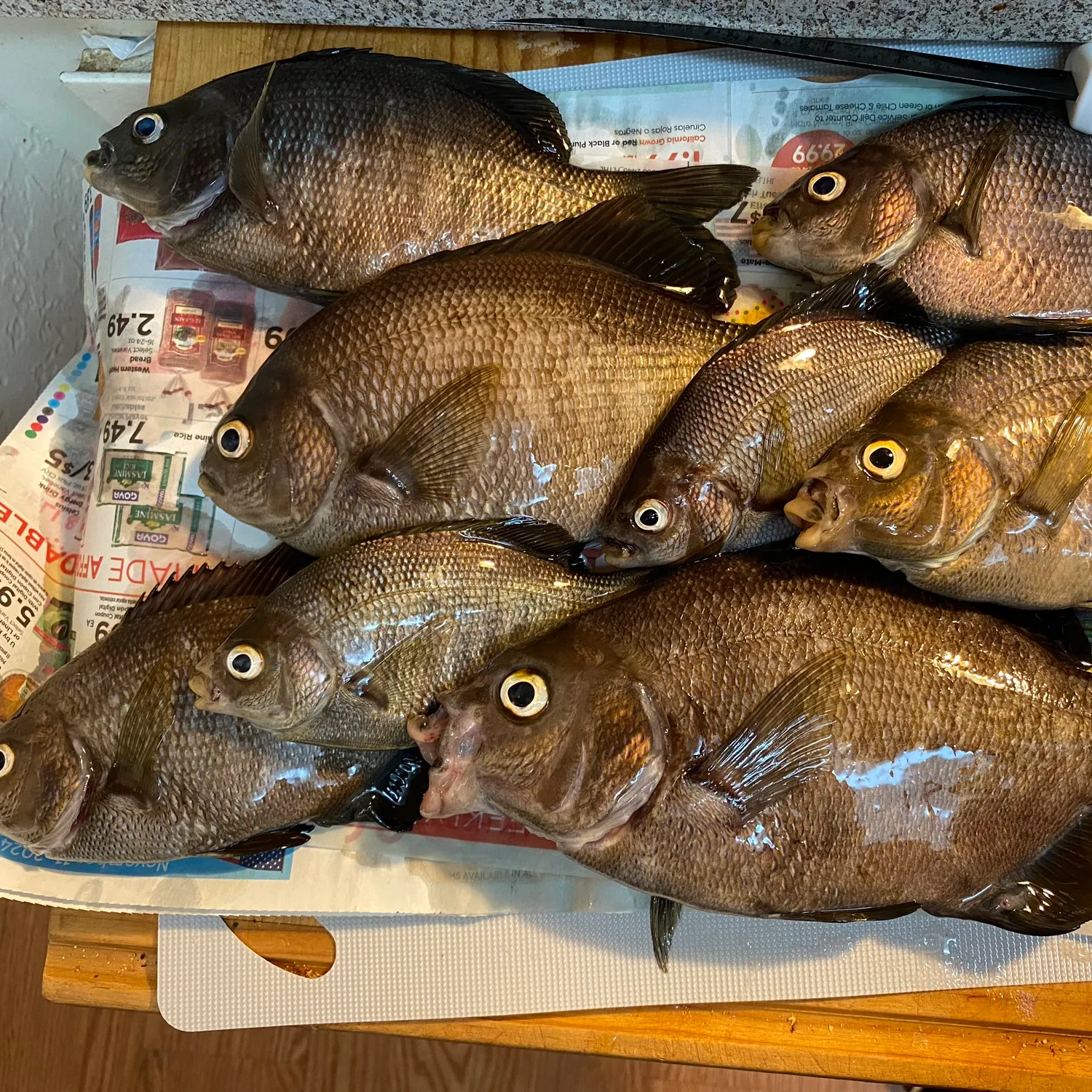 recently logged catches