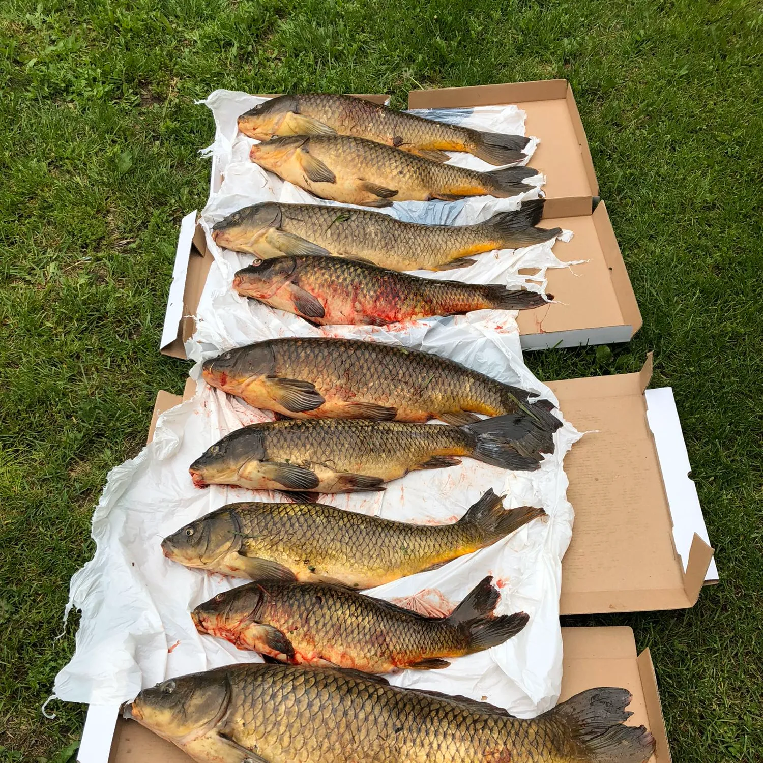 recently logged catches