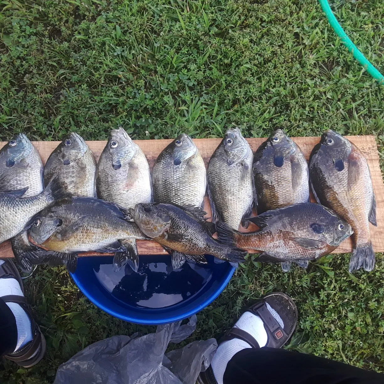 recently logged catches