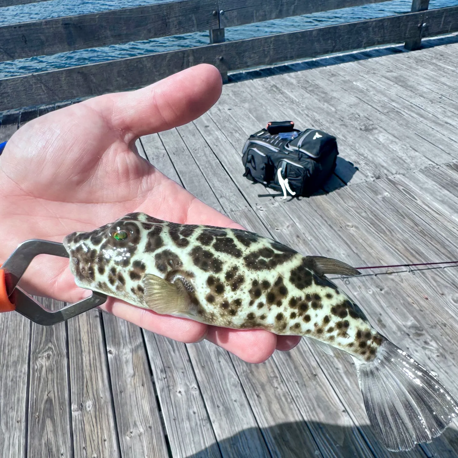 The most popular recent Smooth toadfish catch on Fishbrain