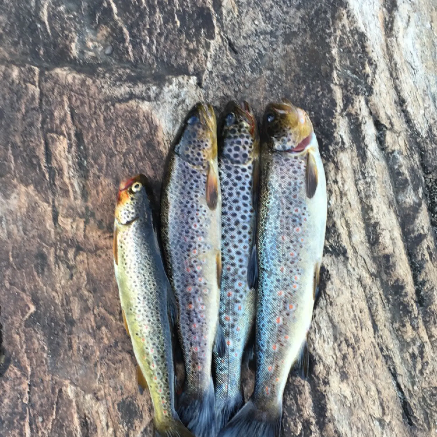 recently logged catches