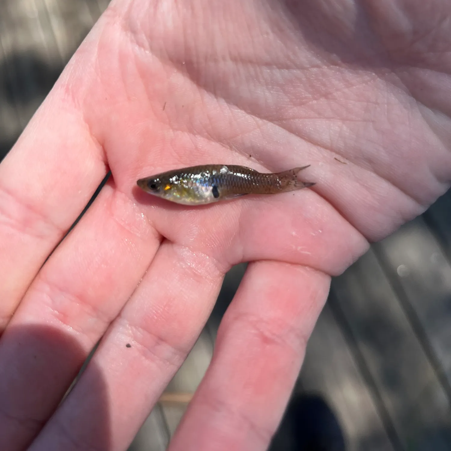 The most popular recent Eastern mosquitofish catch on Fishbrain