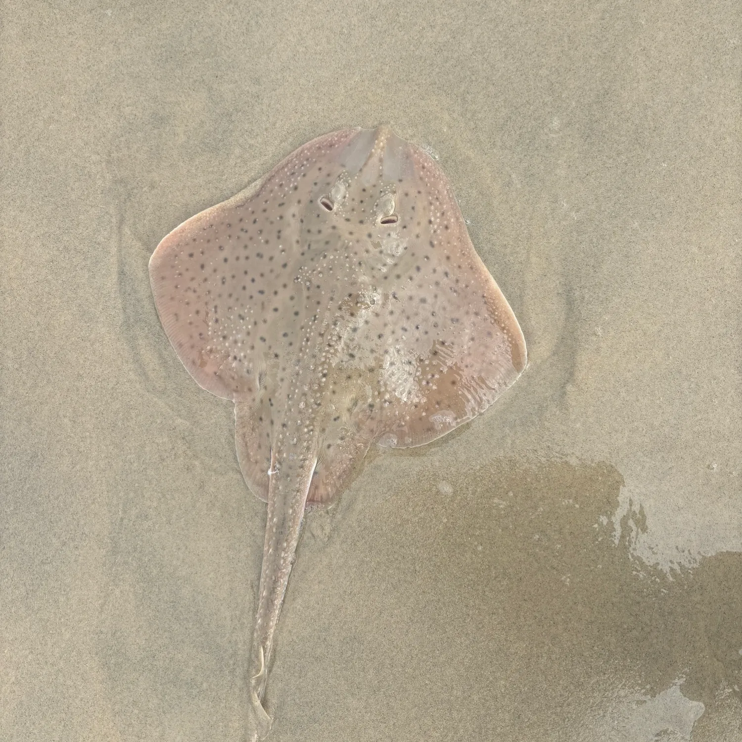 The most popular recent Barndoor skate catch on Fishbrain