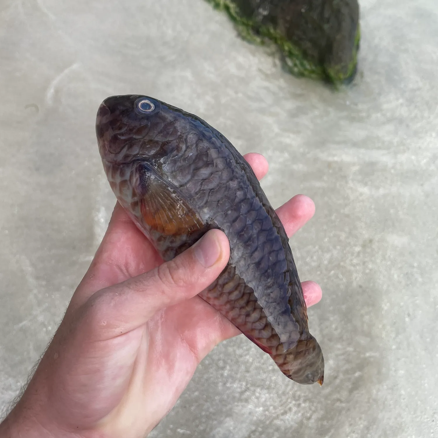 The most popular recent Redfin parrotfish catch on Fishbrain