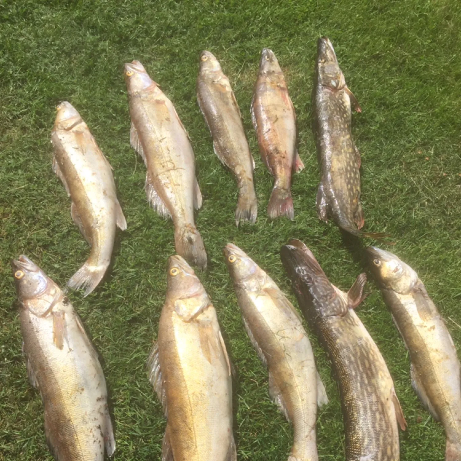 recently logged catches