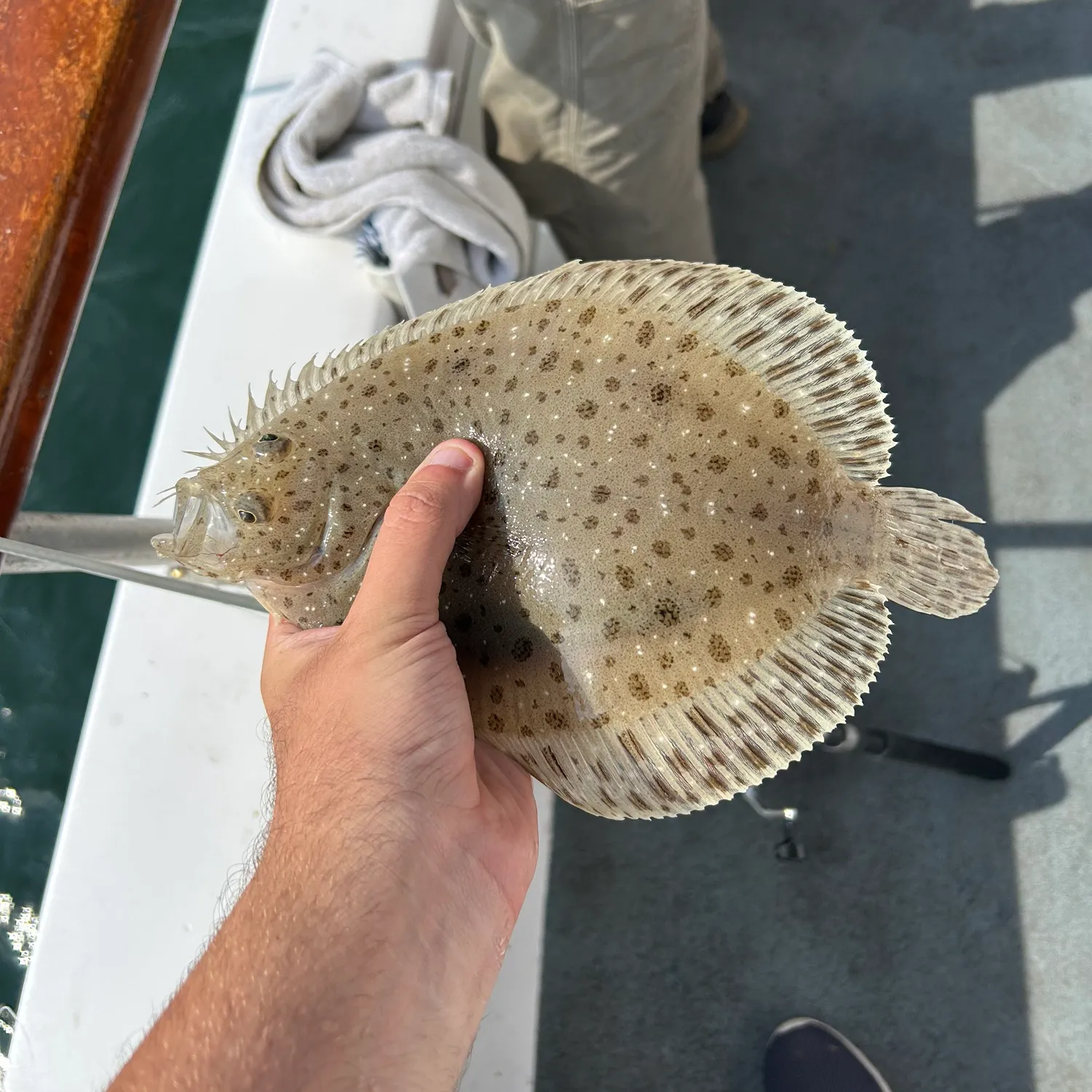 The most popular recent Windowpane flounder catch on Fishbrain