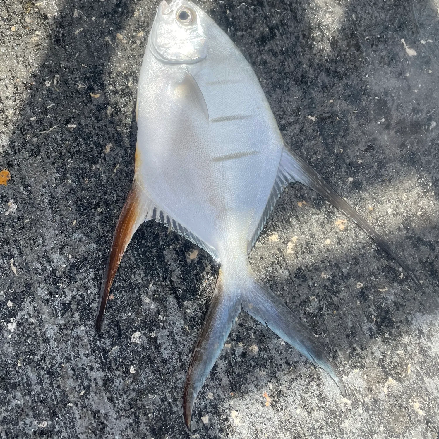 The most popular recent Palometa catch on Fishbrain