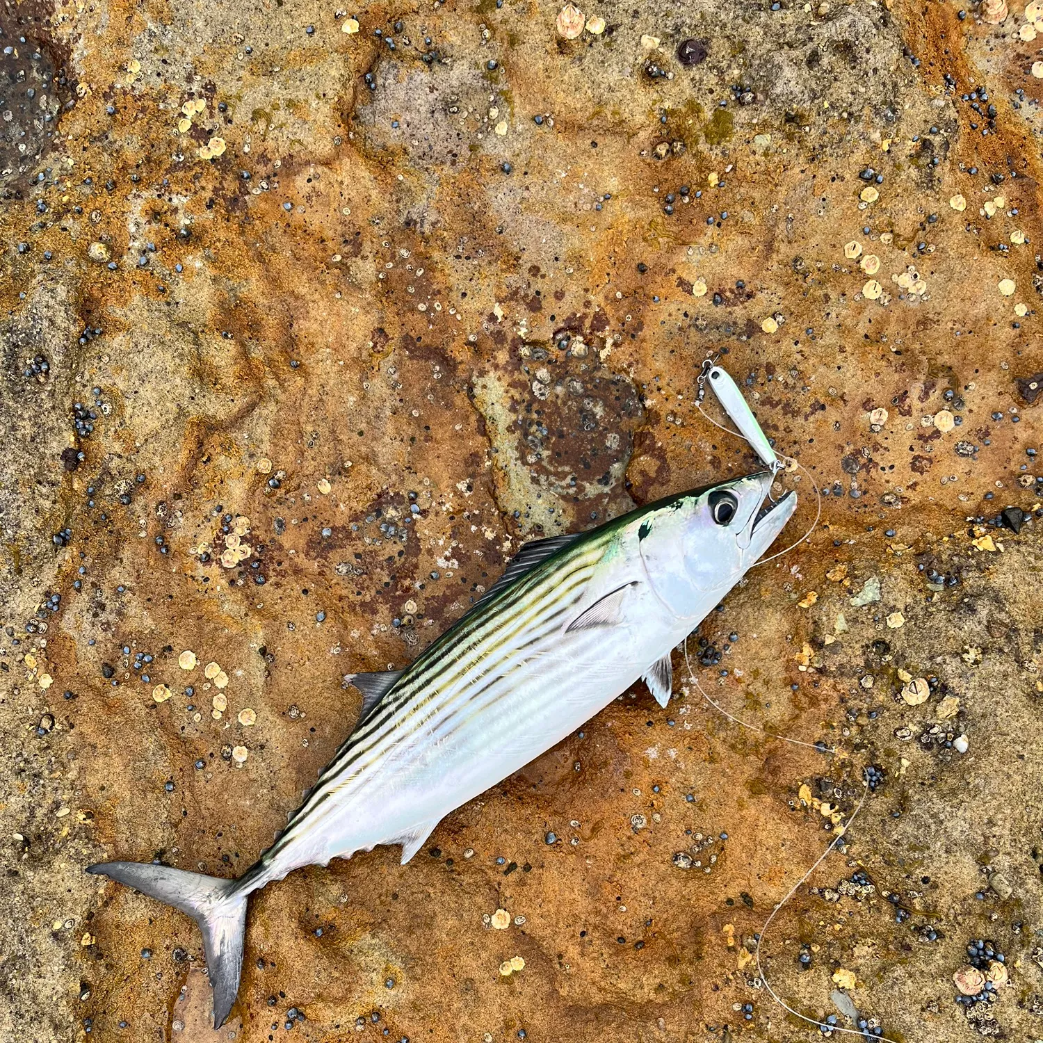 The most popular recent Australian bonito catch on Fishbrain