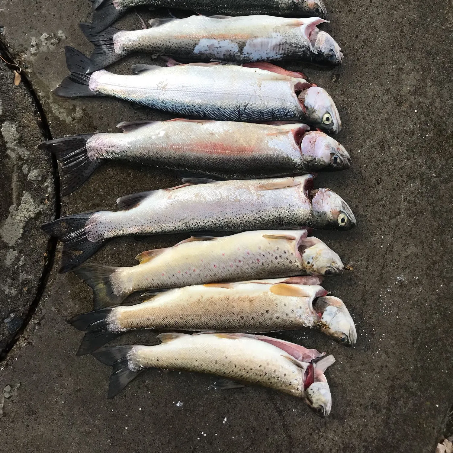 recently logged catches