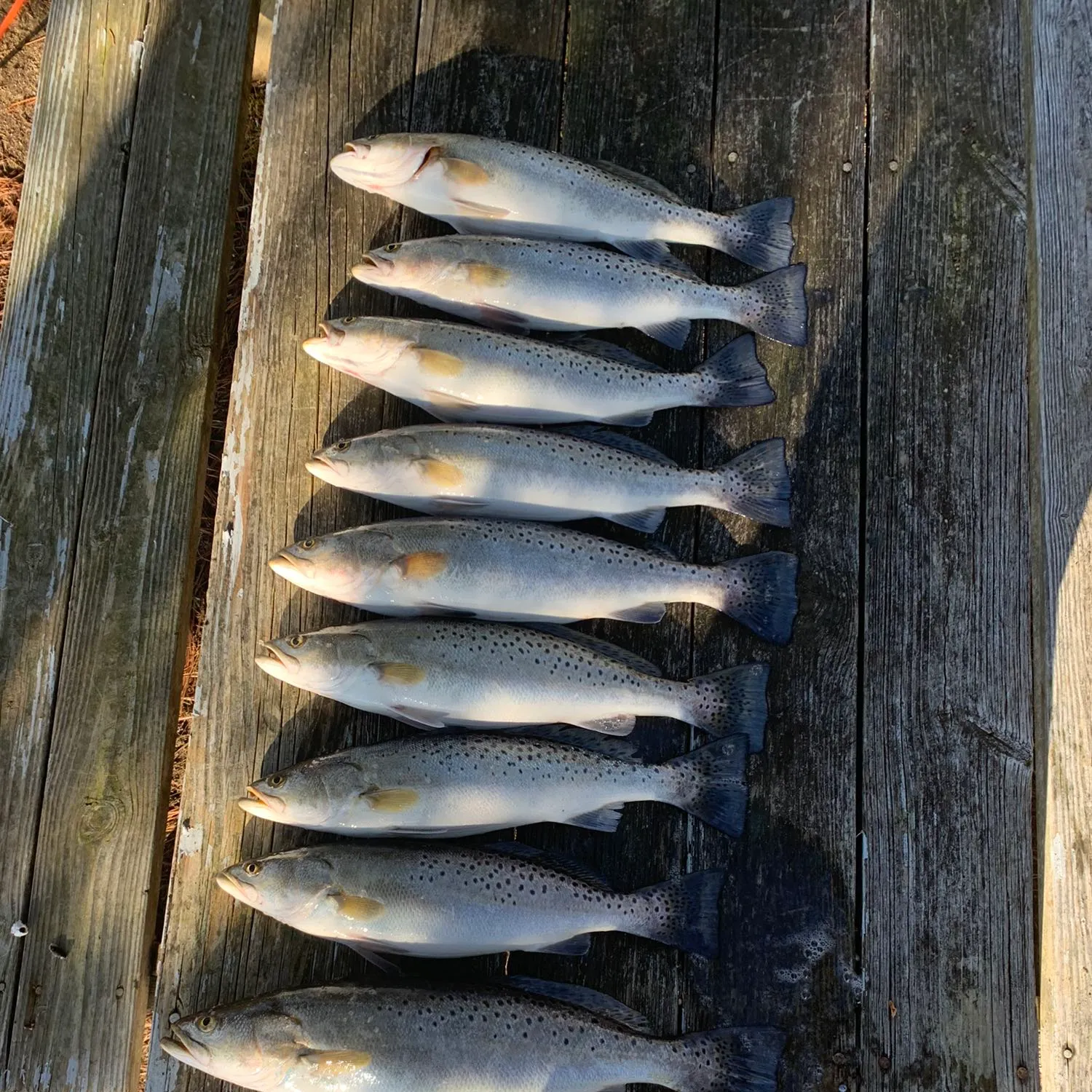 recently logged catches