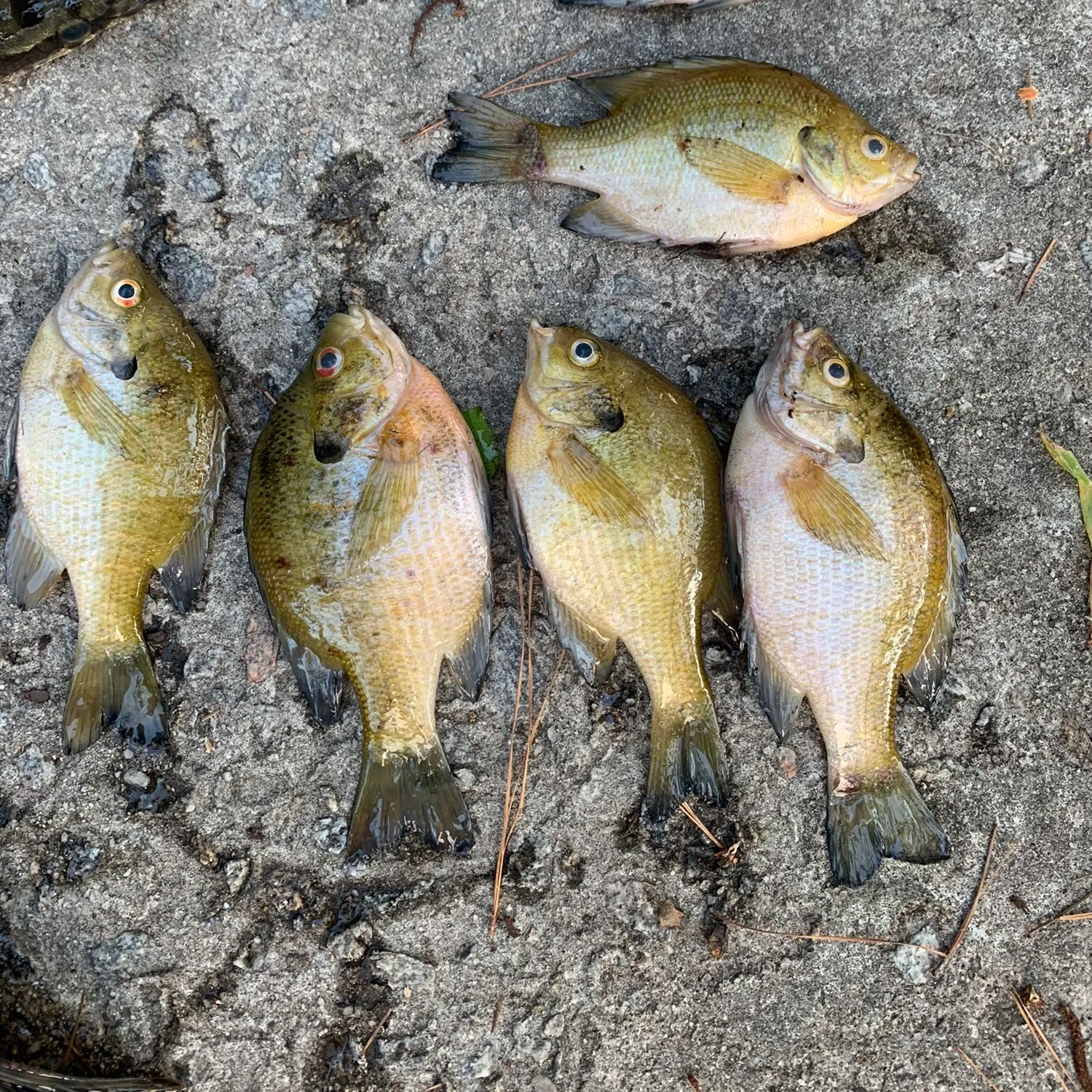 recently logged catches