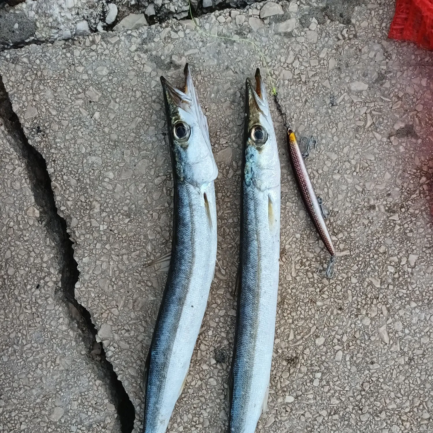 The most popular recent European barracuda catch on Fishbrain