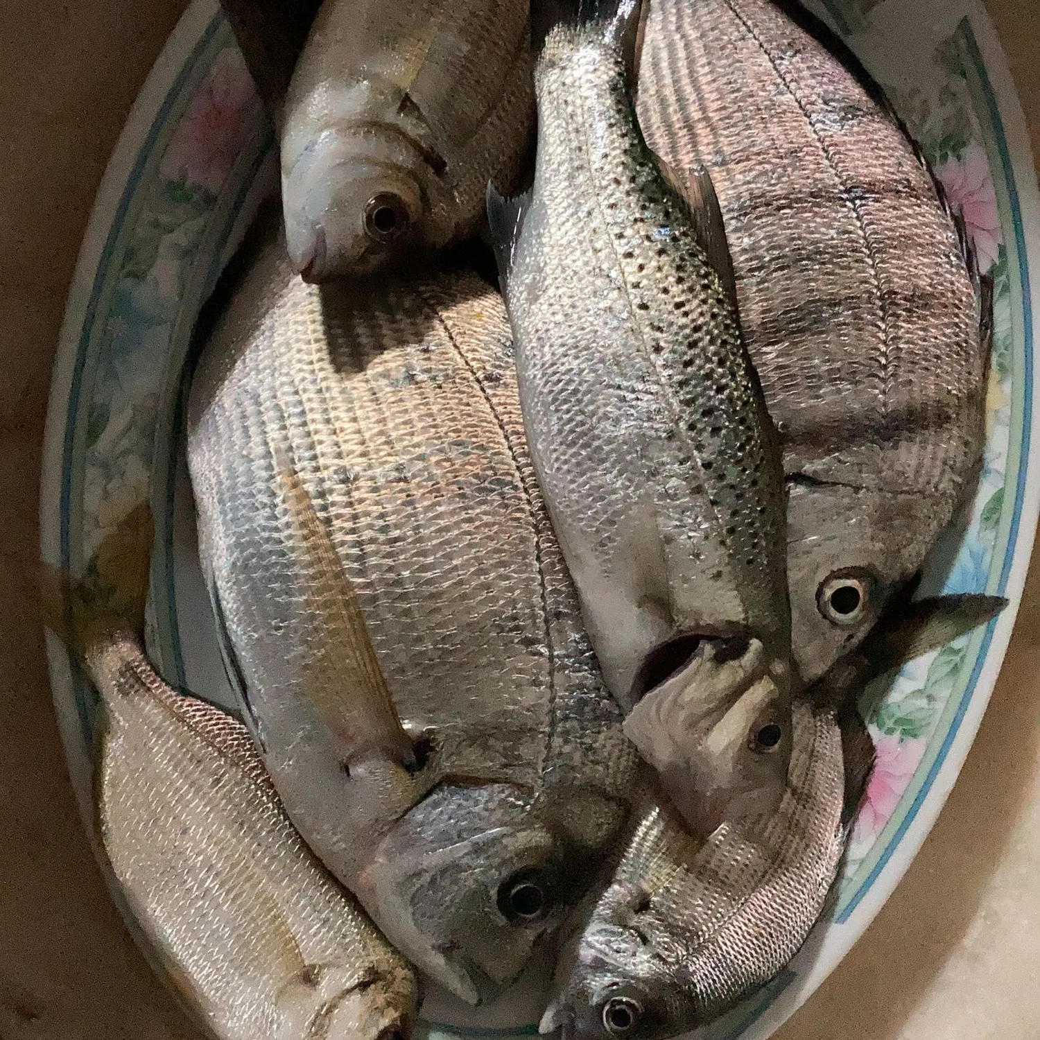 recently logged catches