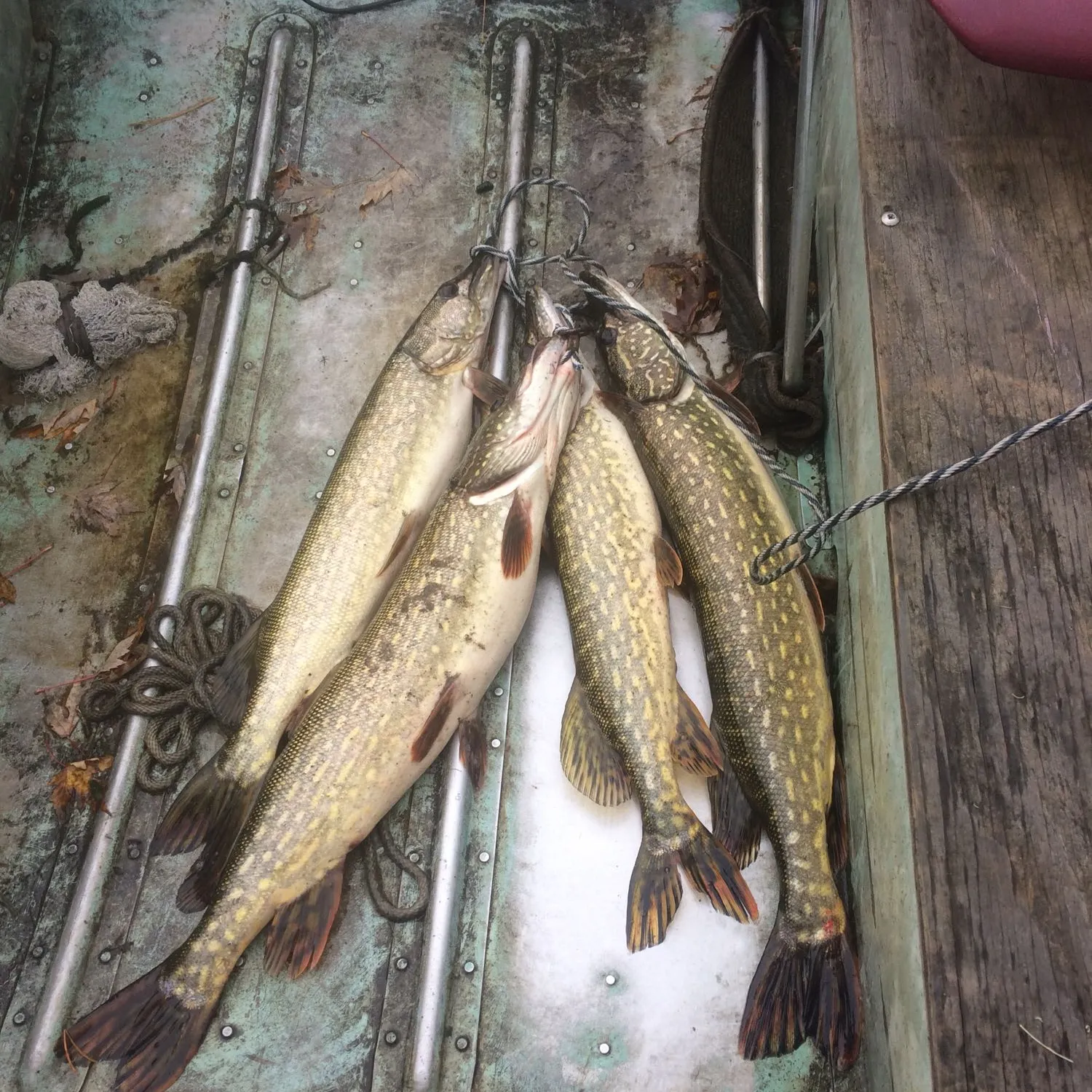 recently logged catches